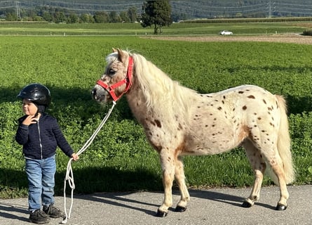 Poneys Shetland, Hongre, 5 Ans, 104 cm, Léopard