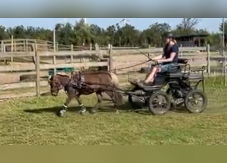 Poneys Shetland, Hongre, 5 Ans, Buckskin