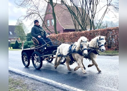 Poneys Shetland, Hongre, 6 Ans, 95 cm, Palomino