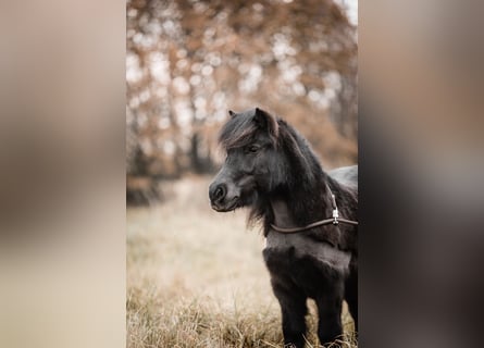 Poneys Shetland, Hongre, 7 Ans, 105 cm, Bai brun foncé