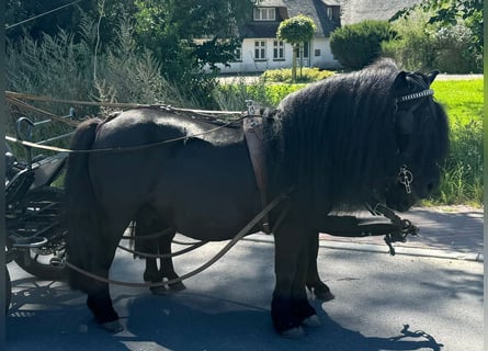 Poneys Shetland, Hongre, 8 Ans, 105 cm, Noir