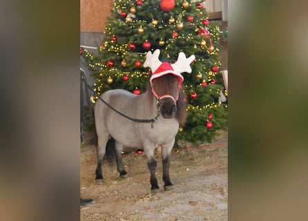 Poneys Shetland, Hongre, 9 Ans, 85 cm, Rouan Bleu