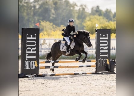 Poneys Shetland, Jument, 10 Ans, 130 cm, Noir