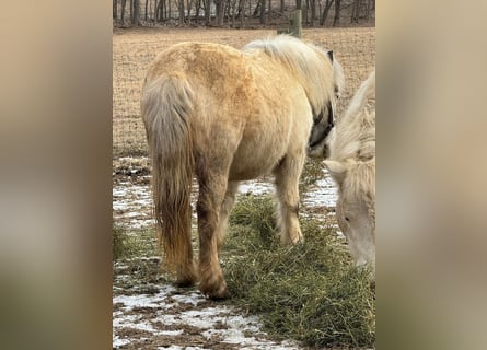 Poneys Shetland, Jument, 10 Ans, 142 cm, Gris