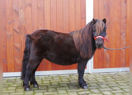 Poneys Shetland, Jument, 10 Ans, 95 cm