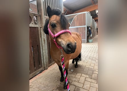 Poneys Shetland, Jument, 11 Ans, 88 cm, Bai
