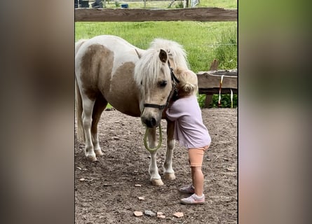 Poneys Shetland, Jument, 12 Ans, 100 cm, Palomino