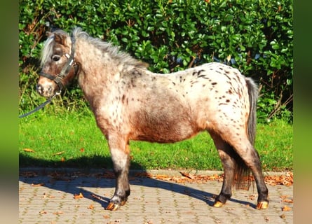 Poneys Shetland, Jument, 12 Ans, 90 cm, Léopard