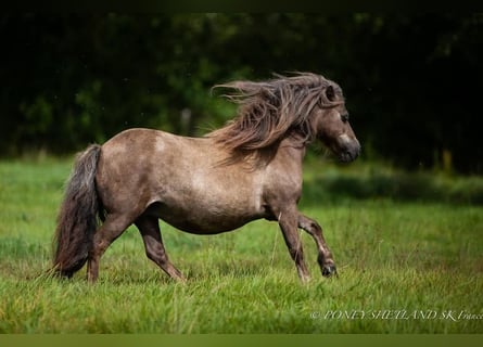 Poneys Shetland, Jument, 16 Ans, 95 cm, Alezan brûlé