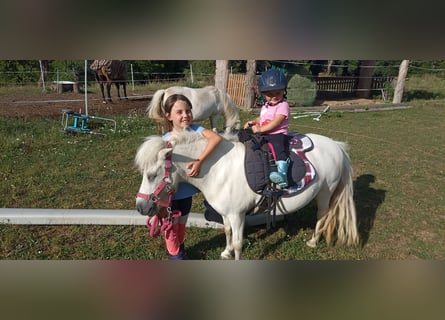 Poneys Shetland, Jument, 17 Ans, 98 cm, Blanc