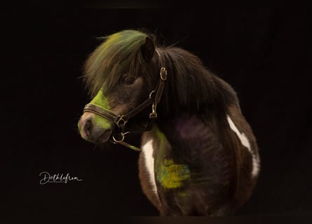 Poneys Shetland, Jument, 18 Ans, 87 cm, Pinto