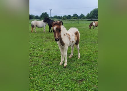 Poneys Shetland, Jument, 1 Année