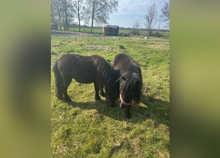 Poneys Shetland, Jument, 2 Ans, 105 cm, Noir