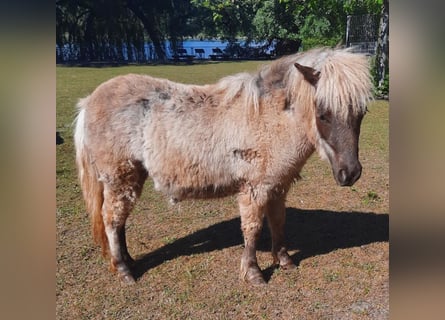 Poneys Shetland, Jument, 2 Ans, 70 cm