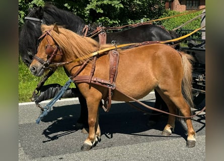 Poneys Shetland, Jument, 4 Ans, 90 cm, Alezan