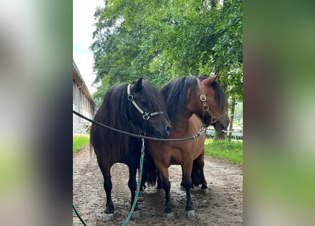 Poneys Shetland, Jument, 5 Ans, 85 cm, Bai