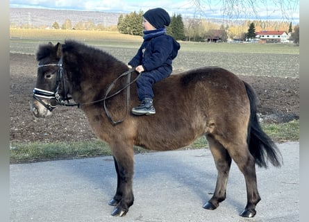 Poneys Shetland, Jument, 7 Ans, 117 cm, Bai brun