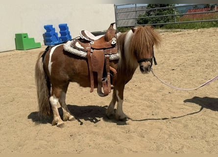 Poneys Shetland, Jument, 7 Ans, 90 cm