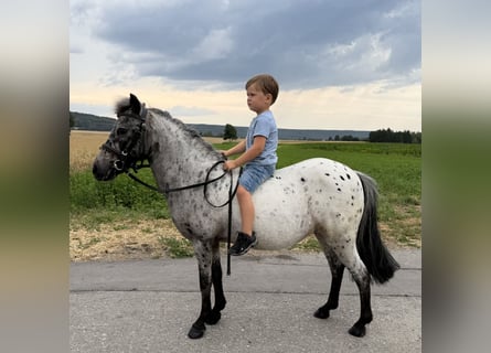 Poneys Shetland, Jument, 9 Ans, 110 cm, Léopard
