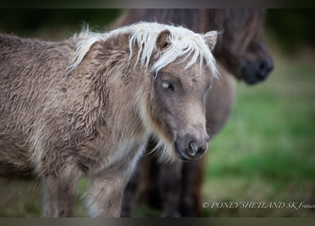 Poneys Shetland, Jument, Poulain (04/2024), 100 cm, Alezan