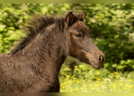 Poneys Shetland, Jument, Poulain (05/2025), 106 cm, Noir