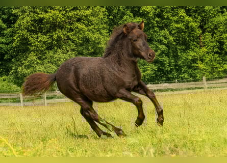 Poneys Shetland, Jument, Poulain (05/2025), 106 cm, Noir