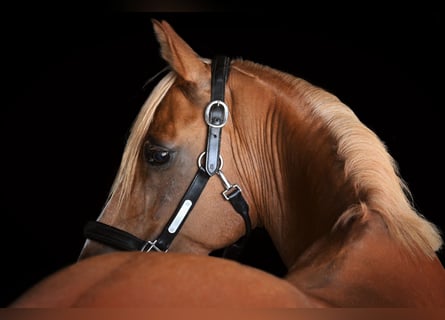 Poni alemán, Caballo castrado, 10 años, 145 cm, Alazán
