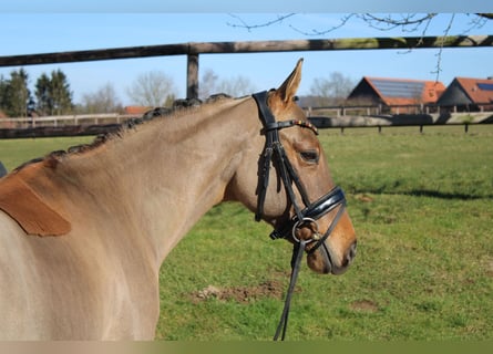 Poni alemán, Caballo castrado, 10 años, 147 cm, Bayo