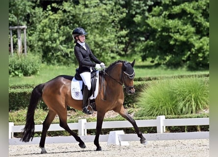 Poni alemán, Caballo castrado, 10 años, 147 cm, Castaño