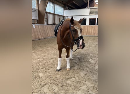Poni alemán, Caballo castrado, 10 años, 148 cm, Alazán