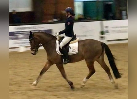 Poni alemán, Caballo castrado, 10 años, 148 cm, Castaño