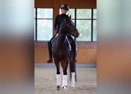 Poni alemán, Caballo castrado, 10 años, 148 cm, Castaño