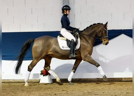 Poni alemán, Caballo castrado, 10 años, 148 cm, Castaño