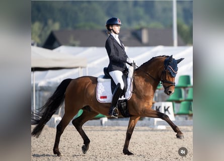 Poni alemán, Caballo castrado, 10 años, 148 cm, Castaño