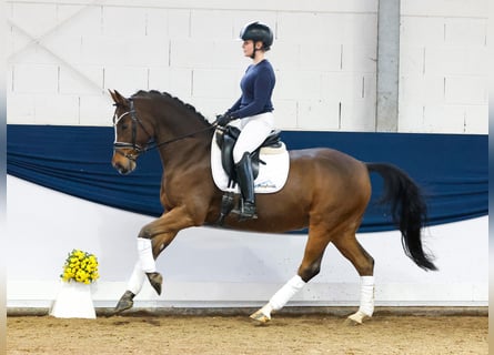 Poni alemán, Caballo castrado, 10 años, 148 cm, Castaño