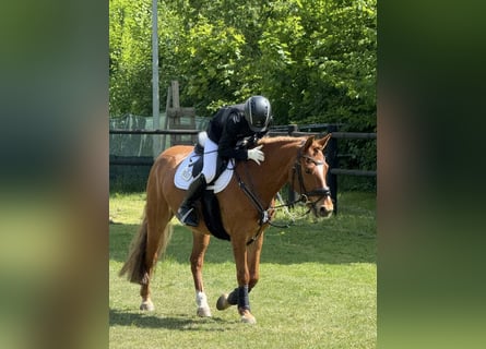 Poni alemán, Caballo castrado, 10 años, Alazán