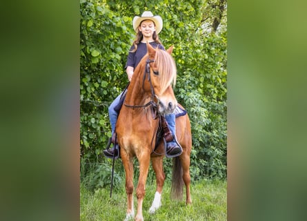 Poni alemán, Caballo castrado, 11 años, 132 cm, Alazán