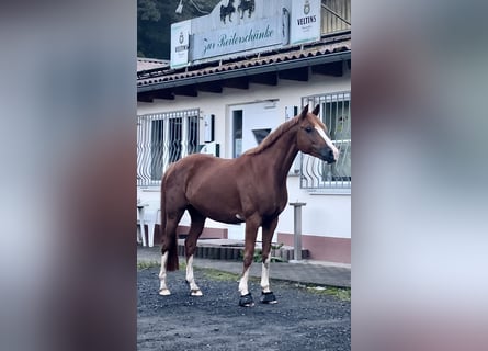 Poni alemán, Caballo castrado, 11 años, 146 cm, Alazán