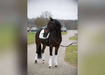 Poni alemán, Caballo castrado, 11 años, 148 cm, Castaño oscuro