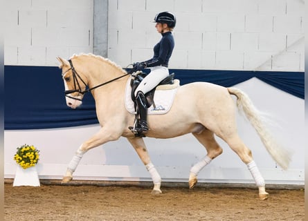 Poni alemán, Caballo castrado, 11 años, 148 cm, Palomino