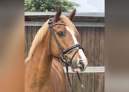 Poni alemán, Caballo castrado, 11 años, 154 cm, Alazán