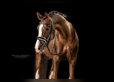 Poni alemán, Caballo castrado, 11 años, 154 cm, Alazán-tostado