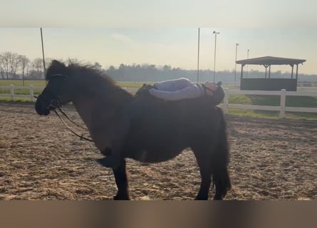 Poni alemán, Caballo castrado, 12 años, 135 cm, Negro