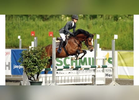 Poni alemán, Caballo castrado, 12 años, 145 cm