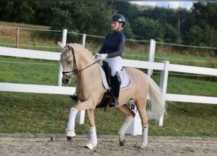 Poni alemán, Caballo castrado, 12 años, 148 cm, Palomino