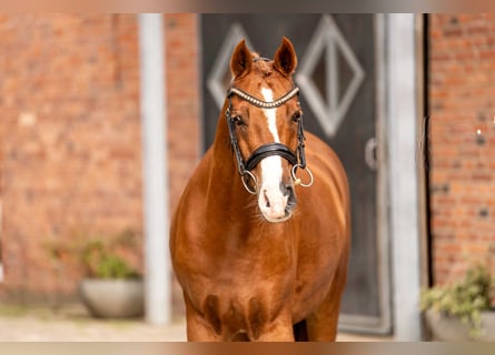 Poni alemán, Caballo castrado, 12 años, 152 cm, Alazán-tostado