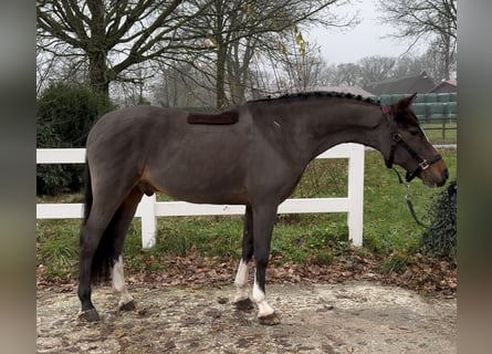 Poni alemán, Caballo castrado, 13 años, 146 cm, Castaño oscuro