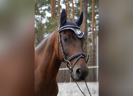 Poni alemán, Caballo castrado, 13 años, 147 cm, Castaño