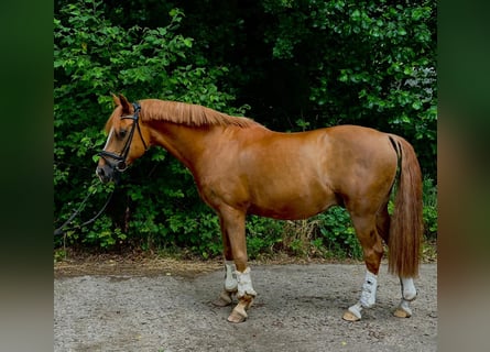 Poni alemán, Caballo castrado, 13 años, 148 cm, Alazán