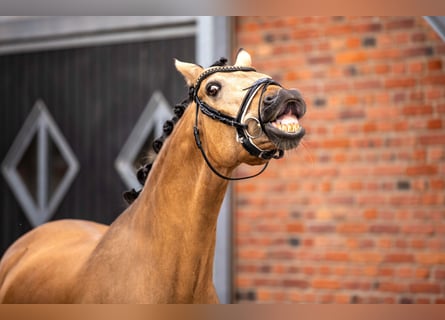 Poni alemán, Caballo castrado, 13 años, 148 cm, Bayo